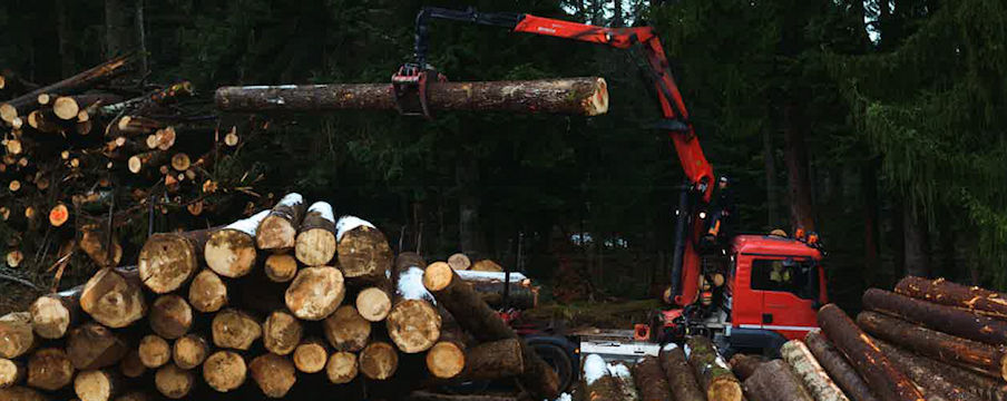 La nature , la vie du sous-bois (avant le bâtiment ... )
